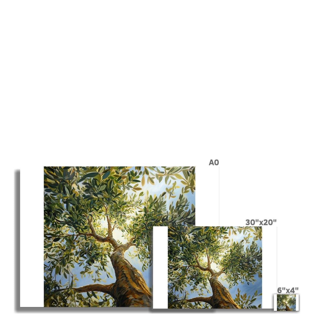 Olivenbaum gerollte Leinwand