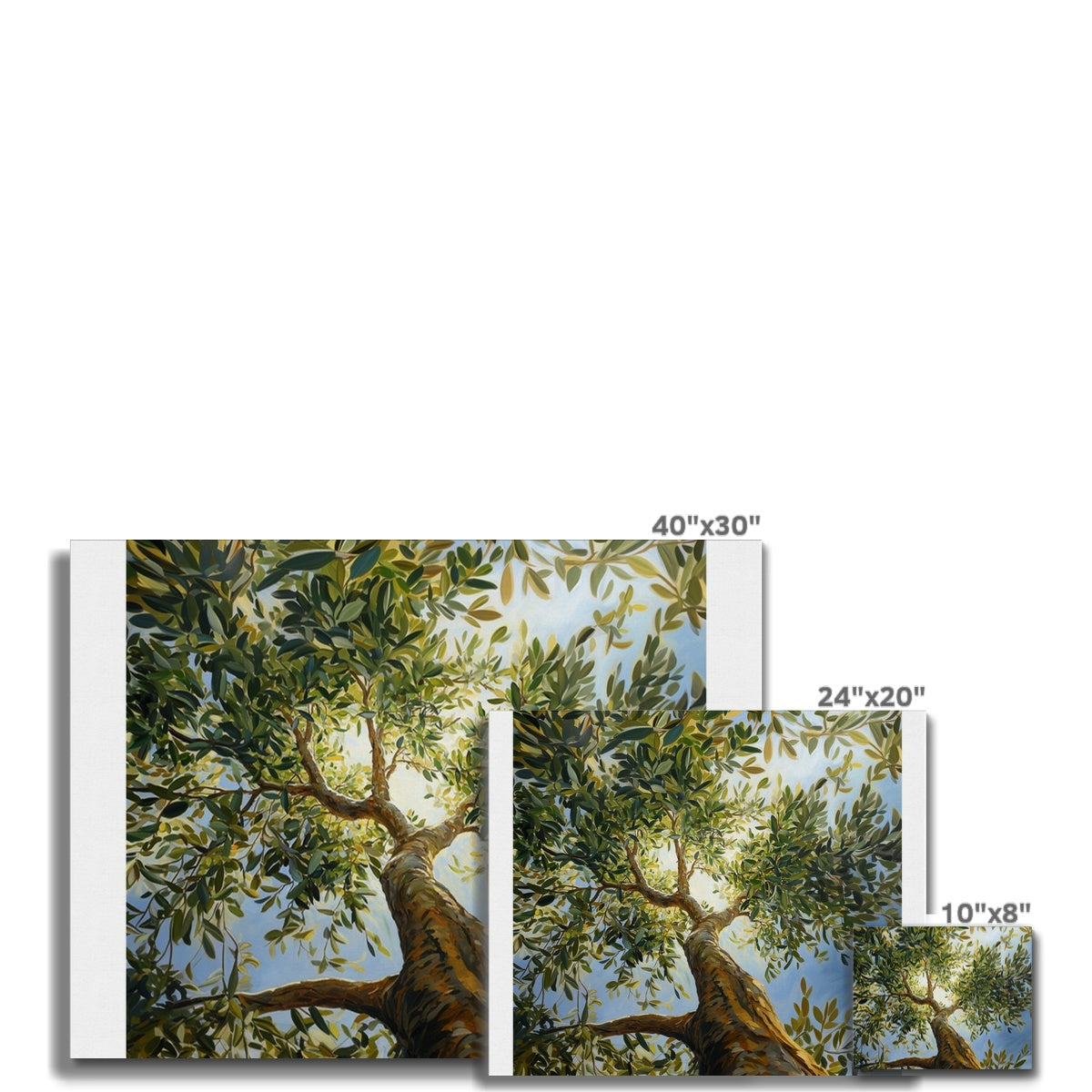 Olivenbaum Leinwand