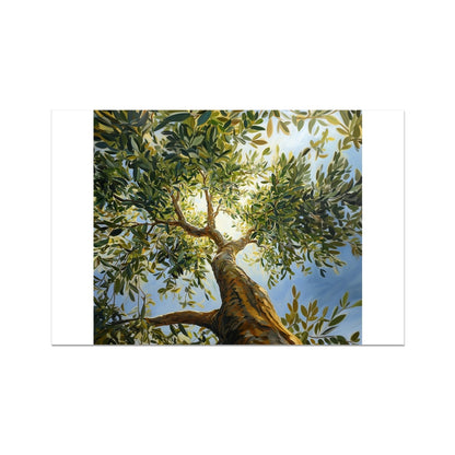 Lienzo enrollado de olivo